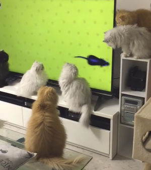 Парень включил для своих десятерых котов телевизор и их реакция просто очаровательна!