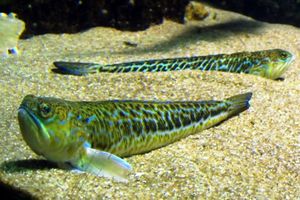 Рыбка фанека (страшилка)