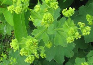 Манжетка (Alchemilla)