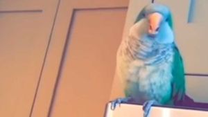 У попугая необычная реакция, когда в него дуют