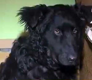 В Нижнекамске собака, которую хоронили всем домом, восстала из мертвых