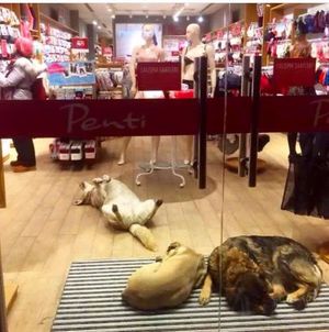 В сильные холода в Турции разрешают собакам и кошкам греться в торговых центрах
