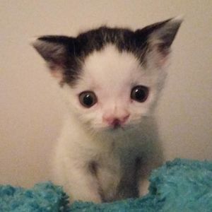 Родившийся с заячьей губой котенок, выброшенный в возрасте 2 дней, превратился в красивую кошку