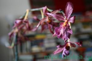 Как обрезать орхидею после цветения и нужно ли