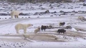 Медведи и собаки: потрясающая видео-история