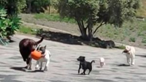 Потрясающее позитивное видео собак и мячика