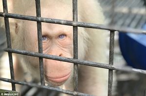 Для единственного в мире орангутанга-альбиноса построили остров