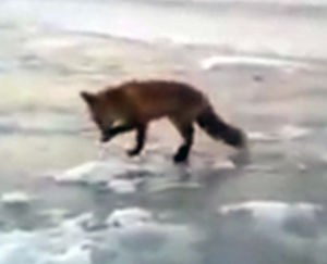 Прожорливая лиса выпросила у рыбака из Владивостока весь улов