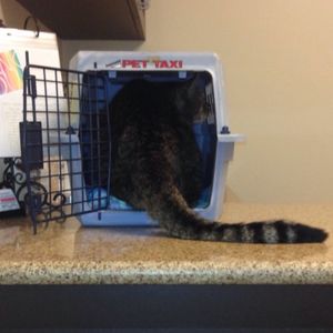Смешные кошки, осознавшие, что попали к ветеринару (36 фото)