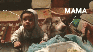 Видео: Собака научилась говорить «мама»