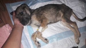 Чудеса случаются: бездомному щенку из Ростова-на-Дону нашли дом в Испании