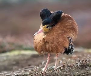 Птицы-разведёнки учат, как надо выглядеть после расставания: забавная подборка!