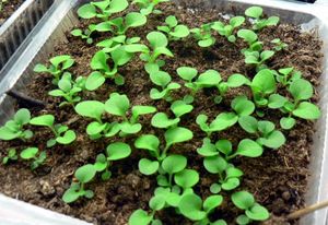 Выращивание рассады петунии для благоприятного роста цветов