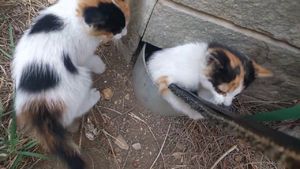 Котенок не мог спасти сестру и лишь жалобно смотрел на дно трубы…