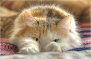 Каждый нуждается в заботе и теплоте. Короче – в коте!