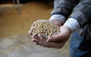 Украина исчерпала квоты на поставки пшеницы в ЕС