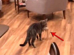 Женщина не могла поверить своим глаза, когда увидела, какого друга этот кот принес домой