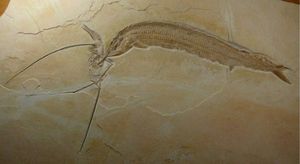 Трагическая история смерти 155 миллионов лет назад