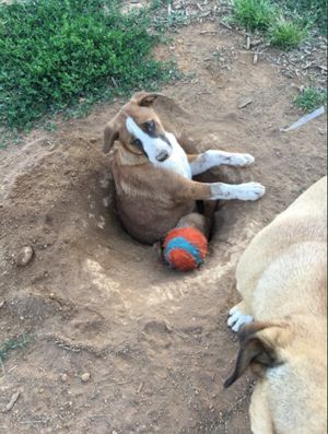 “Самая глупенькая собака”: малыш Купер вырыл под собой яму и не смог оттуда выбраться…)