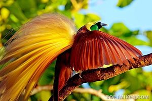 Тайны райских птиц