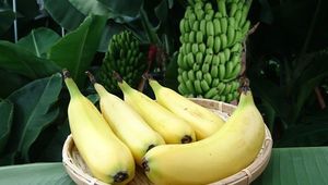 В Японии начали выращивать бананы со съедобной кожурой
