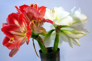Амариллис прекрасный луковичное растение с красивыми цветочками