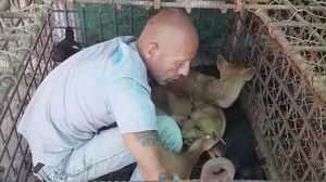 Спасение собак с мясной фермы в Камбодже