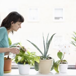 Правила ухода за комнатными растениями в феврале