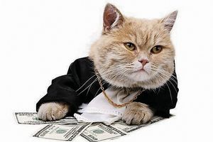Итальянский кот получил в наследство 30 тысяч евро