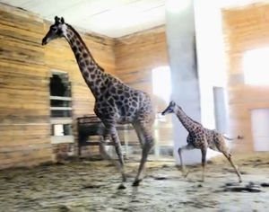 Пользователей соцсетей умиляет видео, где жирафенок играет с мамой в догонялки