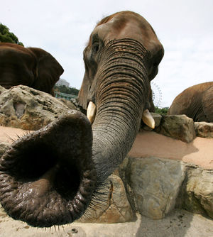 Туристы сняли, как слон занимается самоудовлетворением с помощью хобота...