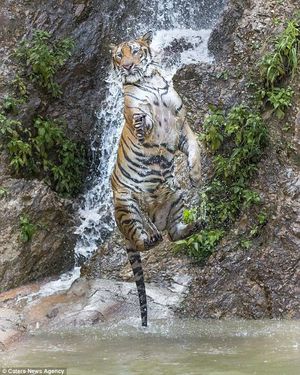 В Таиланде обнаружен Тигра из сказки о Винни-Пухе! Фотограф снял уникальные кадры хищника-шалуна