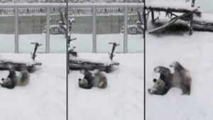Посмотрите как панда радуется снегу