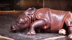 Посмотрите как маленький носорожек принимает душ