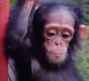 История шимпанзе который не хотел, чтобы его трогали