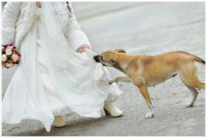 Она что-то скрывала под платьем на свадьбе и только собака почуяла неладное