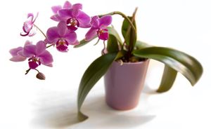 Секреты размножения орхидей черенками