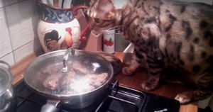 Кот сам снимает крышку со сковородки, чтобы… Впрочем, сами всё увидите!