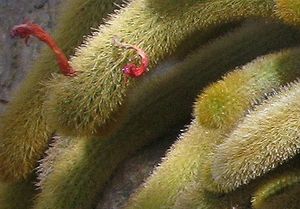Клейстокактус (Cleistocactus)
