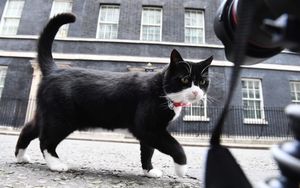 Министерский кот перестал ловить мышей, но отрастил живот… Тайну раскрыло случайное фото!