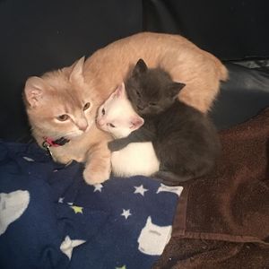 Потерявшая детей кошка стала мамой для брошенных котят – они нашли друг друга!