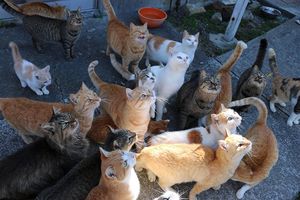 Котики живущие на Острове котов в Японии без еды из-за погоды. Но то, что сделали люди…БРАВО!