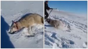 В Казахстане волк "восстал из мёртвых" и бросился на охотника