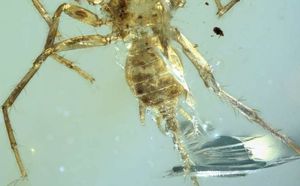 Учёные обнаружили в куске янтаря вымершего паука-химеру