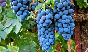 Учёные выяснили, что из винограда можно создать эффективный антидепрессант