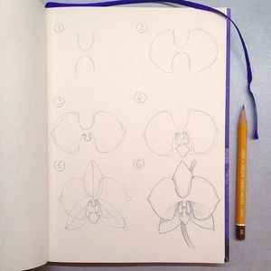 Эту красивую орхидею может нарисовать каждый. Возьми на вооружение пошаговую инструкцию!