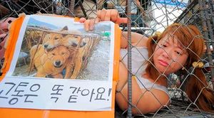 Закрыли крупнейший рынок собачьего мяса в Южной Корее