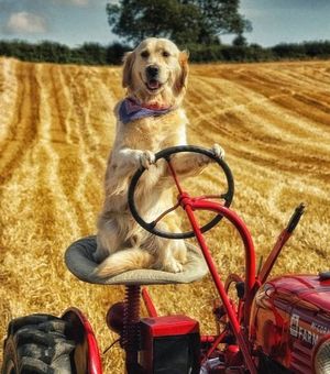 Пес, который стал трактористом