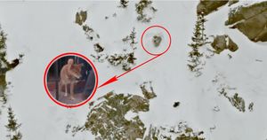 Пёс застрял над обрывом… Люди уехали, опасаясь лавины, но маленький борец вырыл себе спасительную пещеру