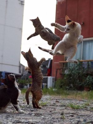 Кошки-ниндзя в фотографиях Хисаката Хироюки (Hisakata Hiroyuki)